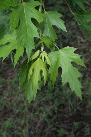 Attēlu rezultāti vaicājumam “Acer saccharinum”