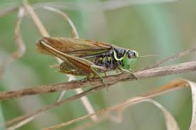 Attēlu rezultāti vaicājumam “Metrioptera roeselii”