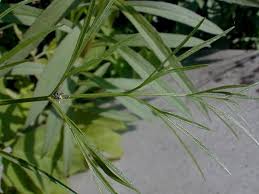 Attēlu rezultāti vaicājumam “Claustria didermoides stalked”