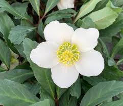 Attēlu rezultāti vaicājumam “Helleborus niger”