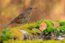Attēlu rezultāti vaicājumam “Turdus philomelos”