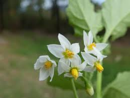 Attēlu rezultāti vaicājumam “Solanum nigrum flower”