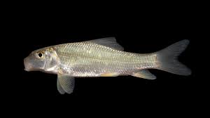Image result for Moxostoma duquesnei