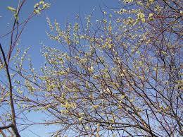 Attēlu rezultāti vaicājumam “Salix daphnoides subsp. acutifolia bud”