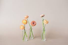 Attēlu rezultāti vaicājumam “Ranunculus lanuginosus bud”