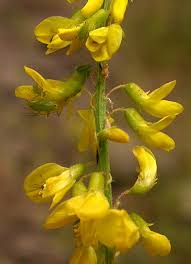 Attēlu rezultāti vaicājumam “Melilotus officinalis”