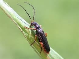 Attēlu rezultāti vaicājumam “Cantharidae”