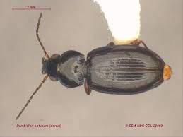 Attēlu rezultāti vaicājumam “Bembidion litorale”