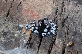 Attēlu rezultāti vaicājumam “Physarum compressum”