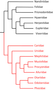 Attēlu rezultāti vaicājumam “Carnivora”