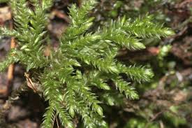 Attēlu rezultāti vaicājumam “Thamnobryum subserratum sporophyte”