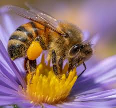 Attēlu rezultāti vaicājumam “Lycogala cf. oleocrystalliferum macro”