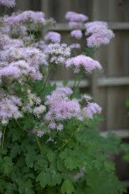 Attēlu rezultāti vaicājumam “Thalictrum aquilegifolium”