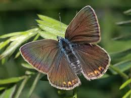 Attēlu rezultāti vaicājumam “Agrodiaetus amandus female”