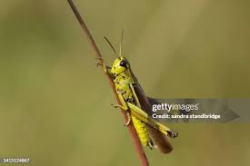 Attēlu rezultāti vaicājumam “Stethophyma grossum”
