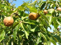 Attēlu rezultāti vaicājumam “Aesculus x hybrida fruit”