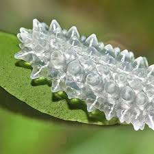 Attēlu rezultāti vaicājumam “Geocrypta galii larva”