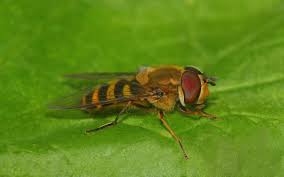 Attēlu rezultāti vaicājumam “Syrphus torvus”