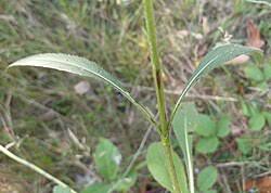 Attēlu rezultāti vaicājumam “Succisa pratensis leaf”