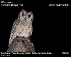 Image result for Otus scops