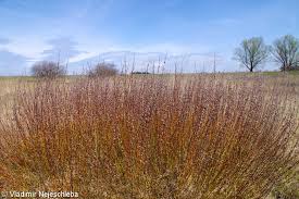 Attēlu rezultāti vaicājumam “Salix rosmarinifolia”