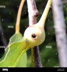 Attēlu rezultāti vaicājumam “Contarinia petioli”