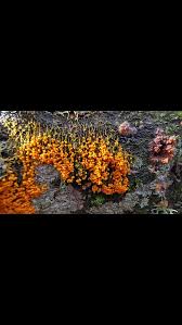 Attēlu rezultāti vaicājumam “Badhamia utricularis spores”