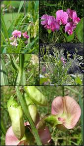 Attēlu rezultāti vaicājumam “Lathyrus sylvestris fruit”