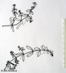 Attēlu rezultāti vaicājumam “Callitriche cophocarpa leaf”