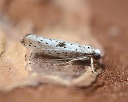 Attēlu rezultāti vaicājumam “Yponomeuta plumbella”