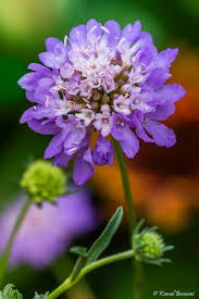 Image result for Knautia arvensis