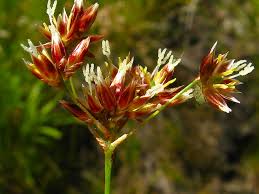 Attēlu rezultāti vaicājumam “Luzula luzuloides”