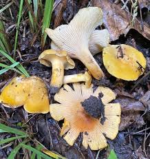 Attēlu rezultāti vaicājumam “Cantharellus cibarius”