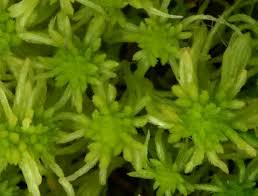 Attēlu rezultāti vaicājumam “Sphagnum flexuosum”