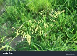 Attēlu rezultāti vaicājumam “Glyceria striata”