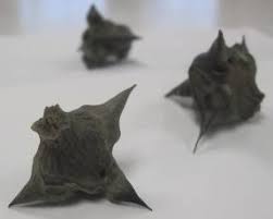 Attēlu rezultāti vaicājumam “Trapa natans”