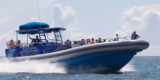 Image result for Durley Dolphin Diver