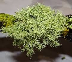 Attēlu rezultāti vaicājumam “Usnea subfloridana”