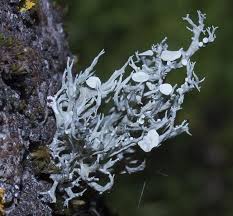 Attēlu rezultāti vaicājumam “Ramalina fastigiata”