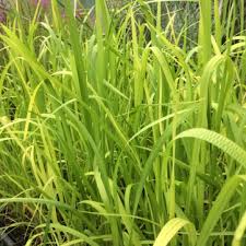 Attēlu rezultāti vaicājumam “Glyceria maxima”