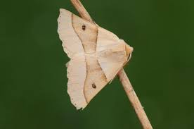 Attēlu rezultāti vaicājumam “Crocallis elinguaria”