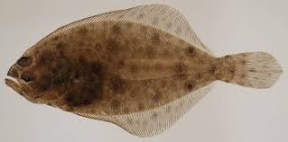 Image result for Paralichthys dentatus