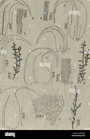 Attēlu rezultāti vaicājumam “Drepanocladus lycopodioides”