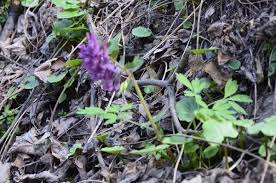 Attēlu rezultāti vaicājumam “Corydalis cava leaf”