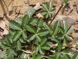 Attēlu rezultāti vaicājumam “Potentilla reptans bud”