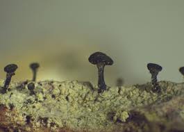 Attēlu rezultāti vaicājumam “Calicium adspersum”