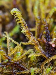 Attēlu rezultāti vaicājumam “Hamatocaulis vernicosus”