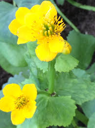 Attēlu rezultāti vaicājumam “Caltha palustris”