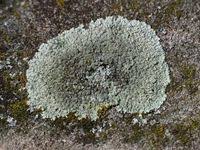 Attēlu rezultāti vaicājumam “Lecanora muralis”