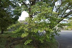 Attēlu rezultāti vaicājumam “Hamamelis japonica”